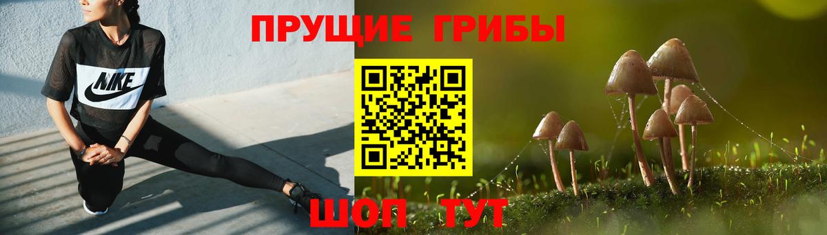 Псилоцибиновые грибы прущие грибы  Псилоцибиновые грибы Psilocybe  Чернушка 